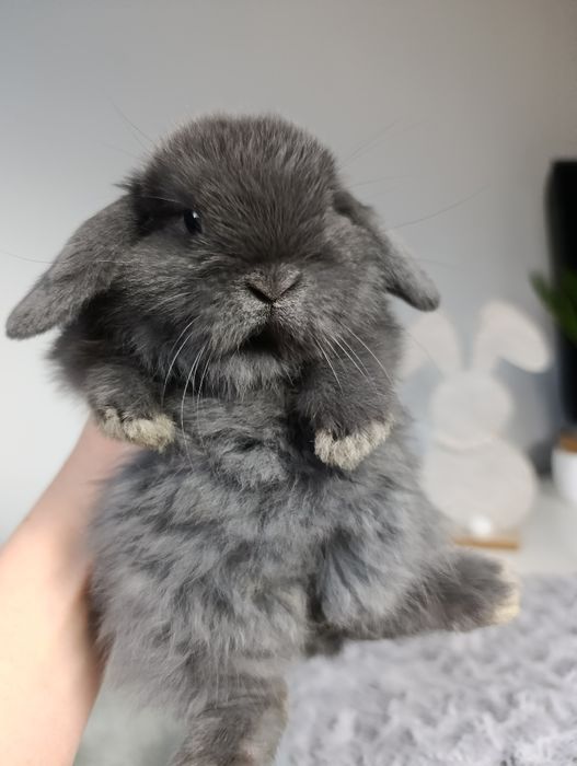 Królik króliczek mini lop hodowla zarejestrowana Top