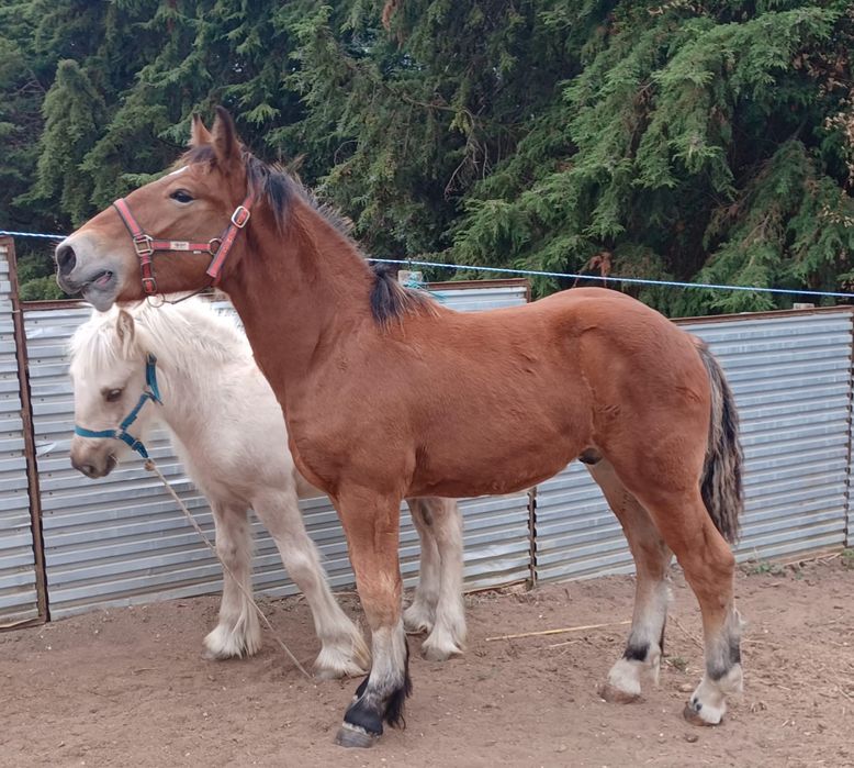 Poldro Breton X Percheron