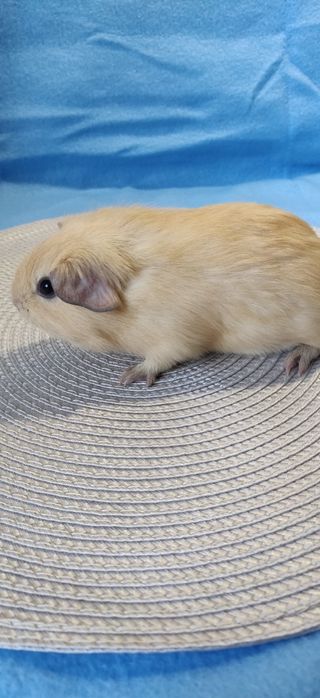 Морська свинка,селф крем