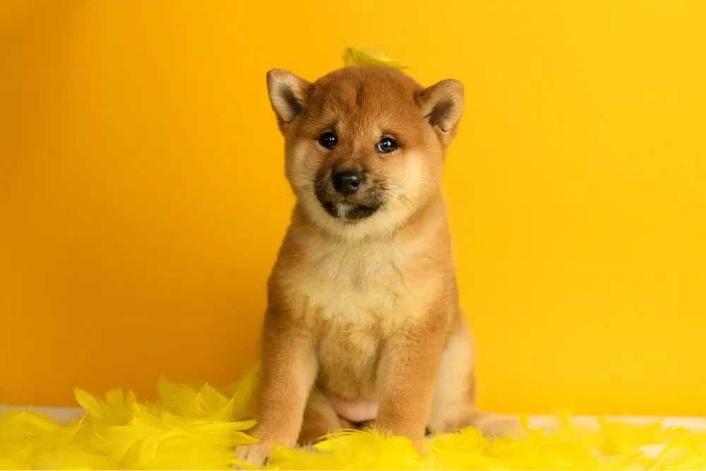 Shiba Inu disponível