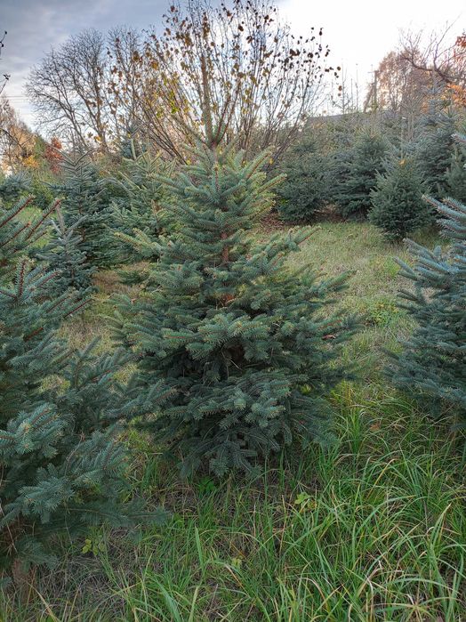 Świerki srebrne, pospolite