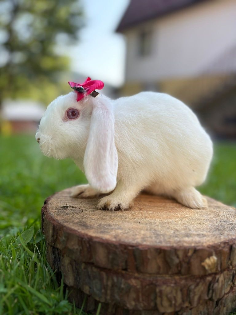 Hodowla króliczek karzełek Teddy mini lop baranek