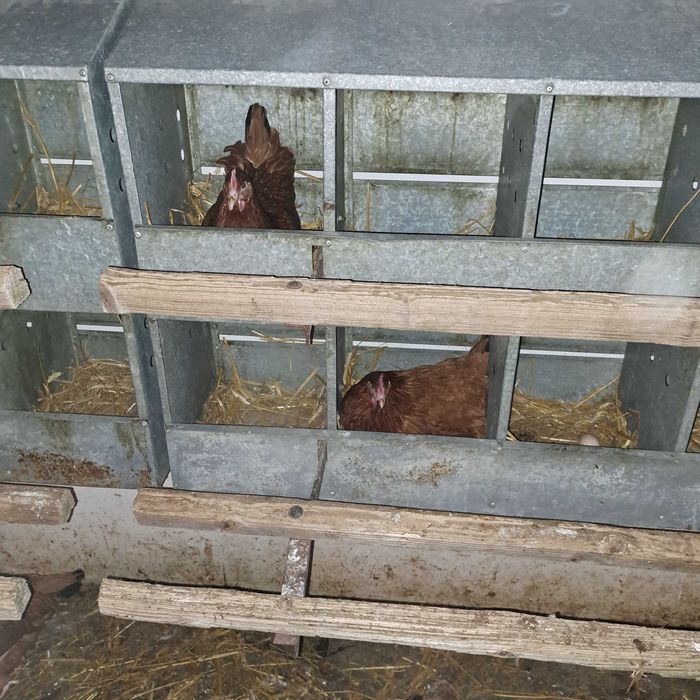 jajka od gospodarza, od kur z wolnego wybiegu