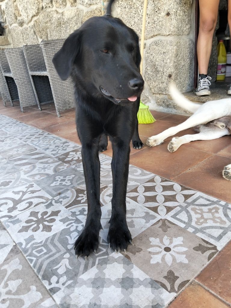 Cães para adoção