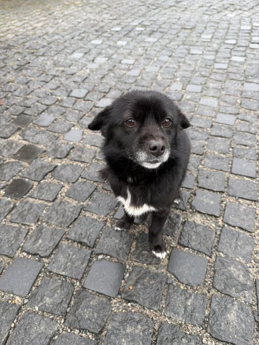 Маленький песик ищет дом