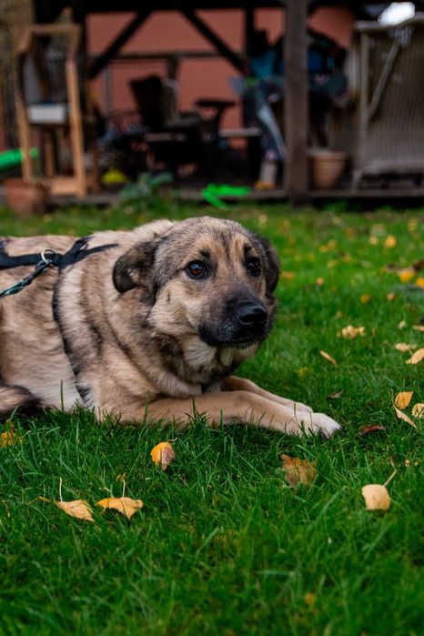 Całe życie bezpańska 2 letnia Saba szuka swojego domu