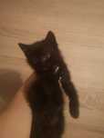 Kocurek do adopcji