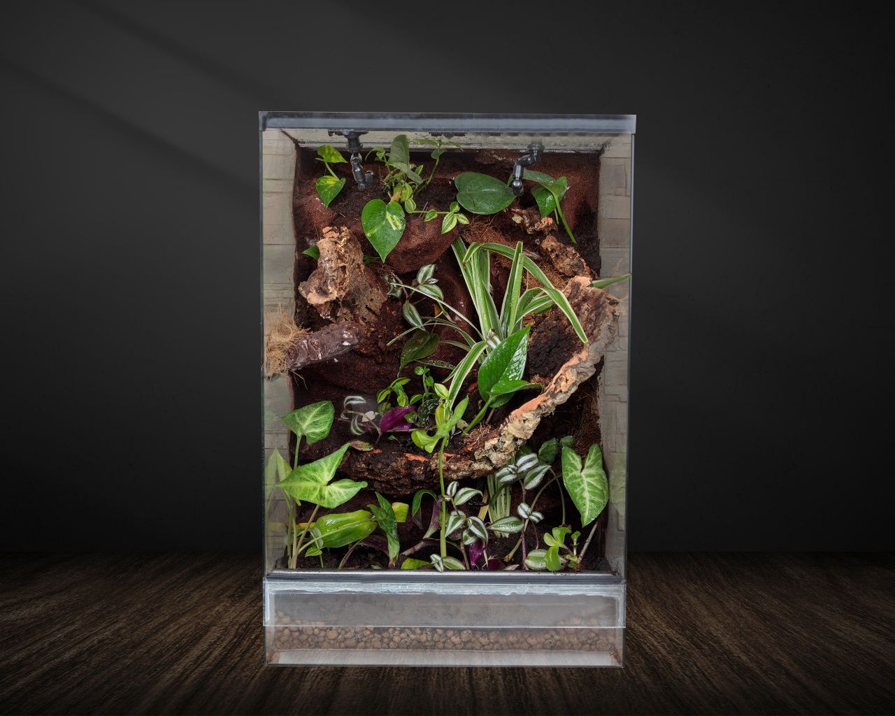 Terrarium tropikalne gekon