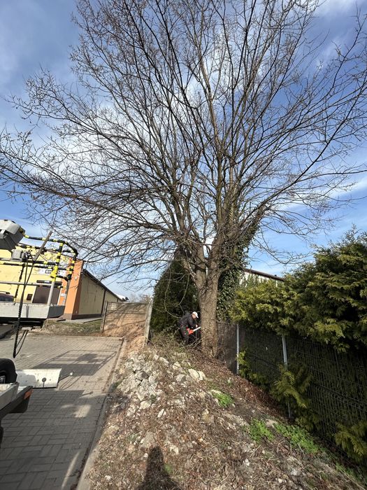 Wycinka drzew niebezpiecznych oraz odsieżanie dachow hal przemyslowych