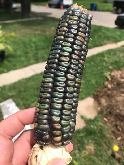 MILHO VERDE - Adaptado ao nosso clima