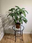 Aglaonema Silver Bay - XL - duża roślina - bardzo wdzięczna - Poznań