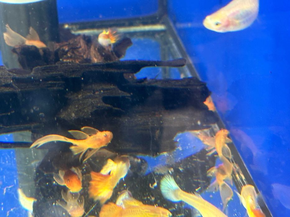Zbrojnik Pleco Red Czerwony Welon Weloniasty Long Fin
