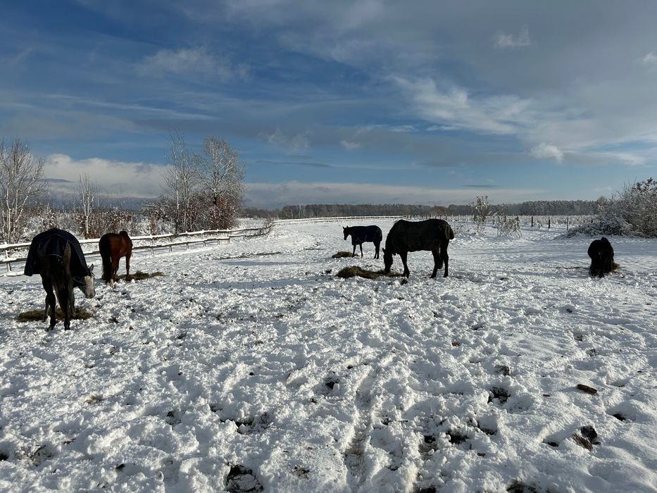 Pensjonat, przyjmujemy odsadki, młodzież, klacze hodowlane i seniorów