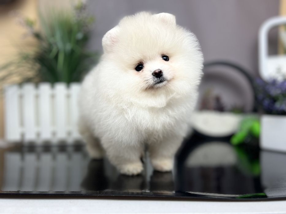 Дівчата помераньського шпиця