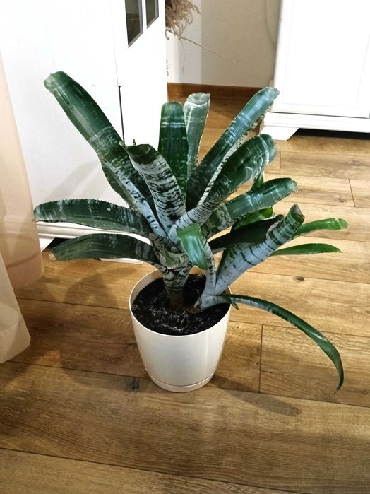 Dorodna echmea wstęgowata z sadzonką