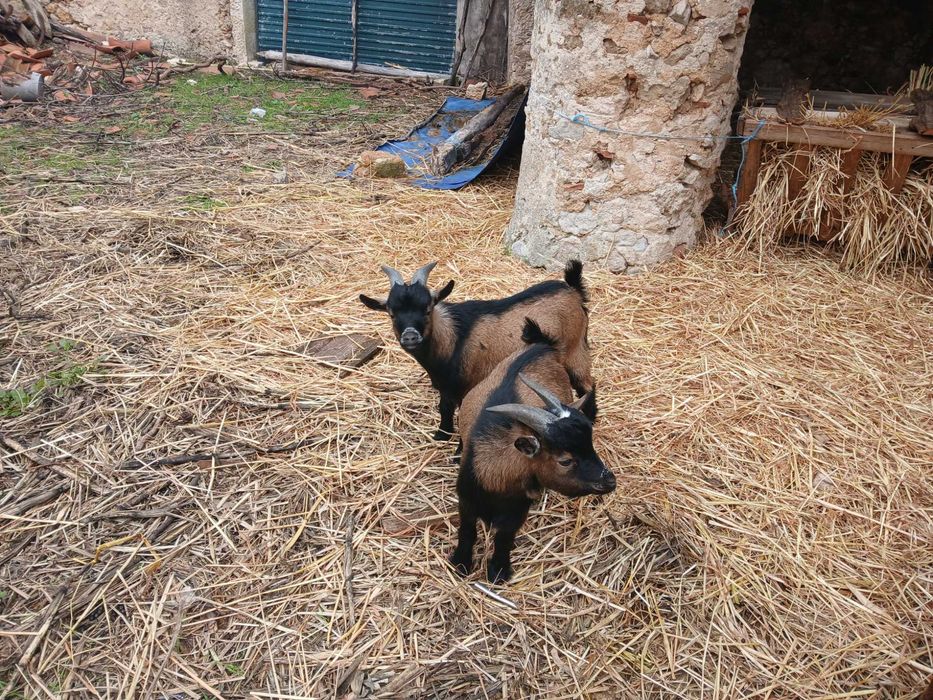 Cabras saudáveis e bonitas