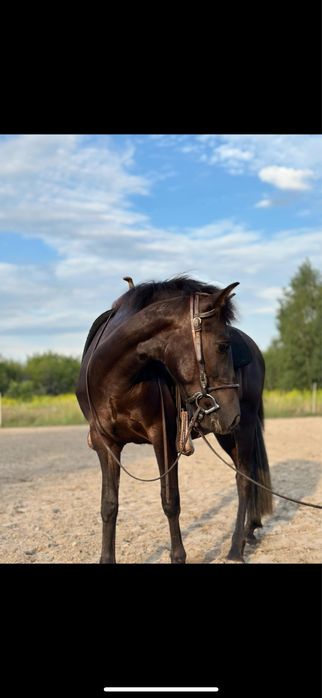 Cydowny konik polski