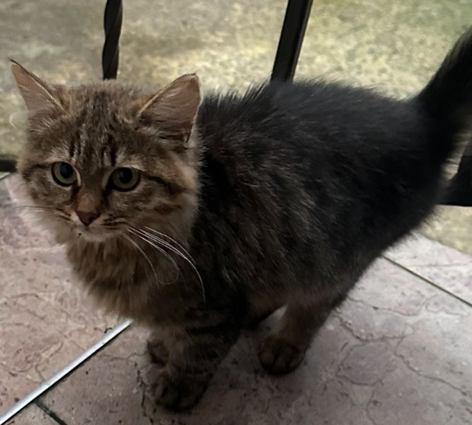 Віддам кошеня в хороші руки