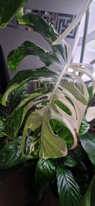 Monstera variegata