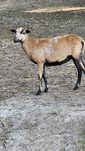 Owieczki Kameruńskie