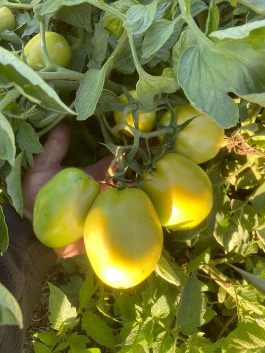 Продам Помідор сливка 10грн опт