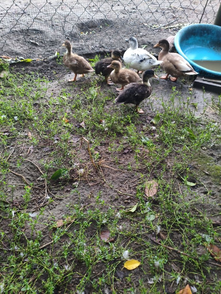 Sprzedam Call Duck kaczki