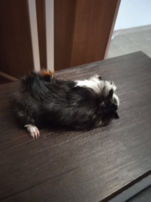 Морська свинка розетка