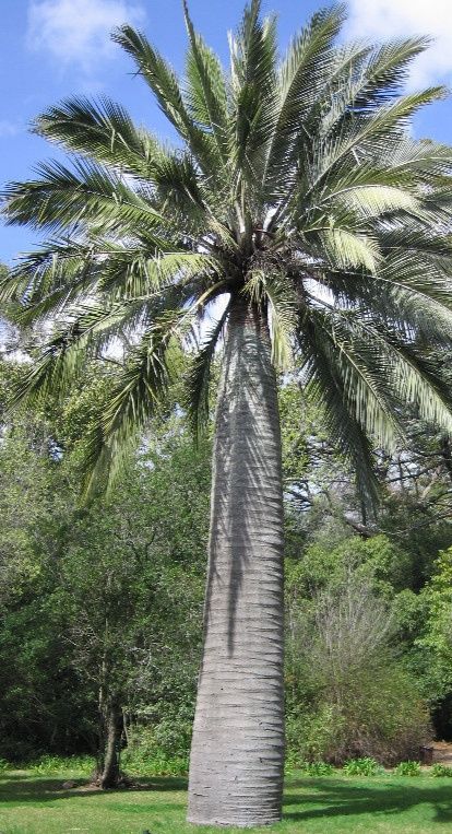 Notável palmeira coquito chilena ou Jubaea chilensis