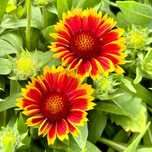 Gailardia oścista 'Arizona Sun' (Gaillardia aristata) Dwulolorowa
