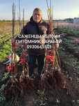 Саженцы Яблони, Груши, Айвы. ОПТ, Розница Фруктовый Сад Барабой