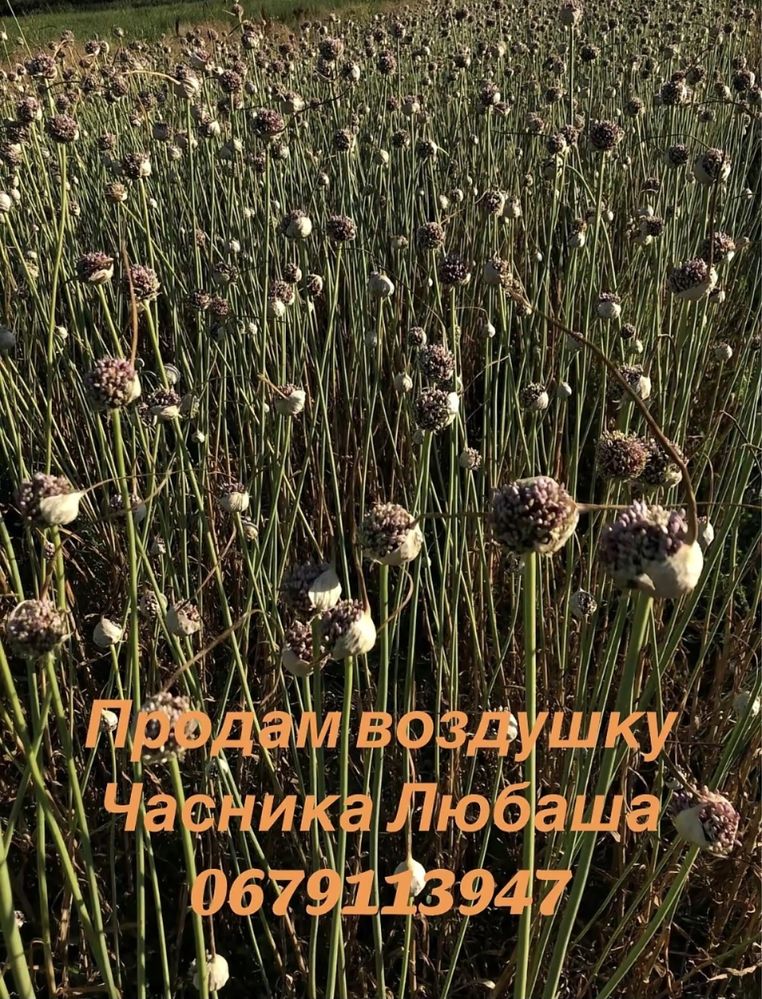 Часник / Воздушка / насіння / сорт "ЛЮБАША",