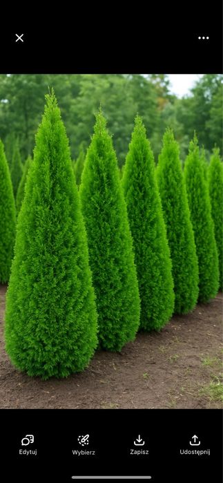 Tuja szmaragd 180cm Oblasy Janowiec Puławy Góra Puławska Przyłęk