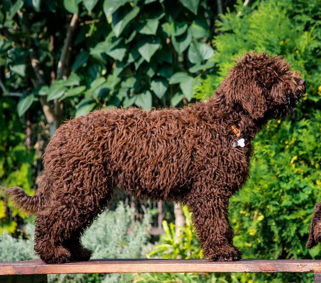 Испанская Водяная Собака, Spanish Water Dog