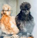 Sedosas do Japão e Ayam Cemani
