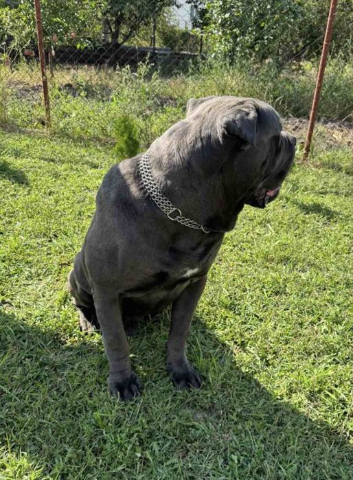 Вязка! Кане корсе