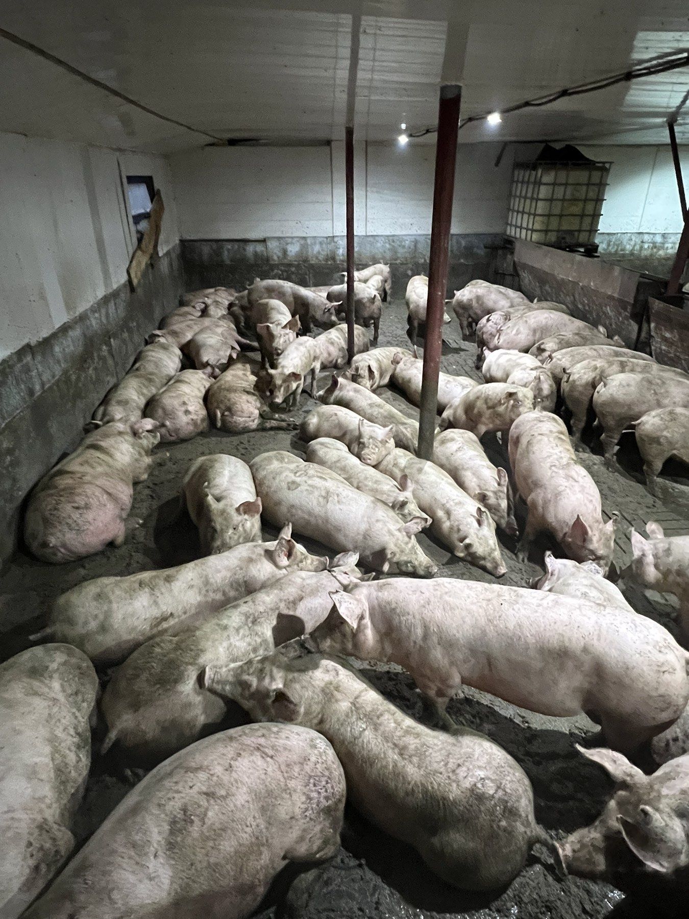 Продам свиней мясных