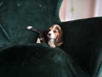 BEAGLE-suczka, ZKwP/FCI, bardzo kontaktowa, malutka
