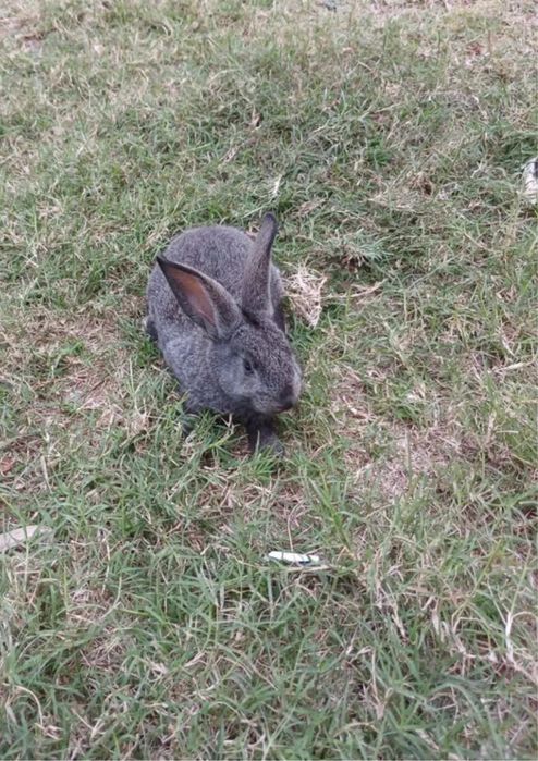 Temos coelhos prontos para nova cada.