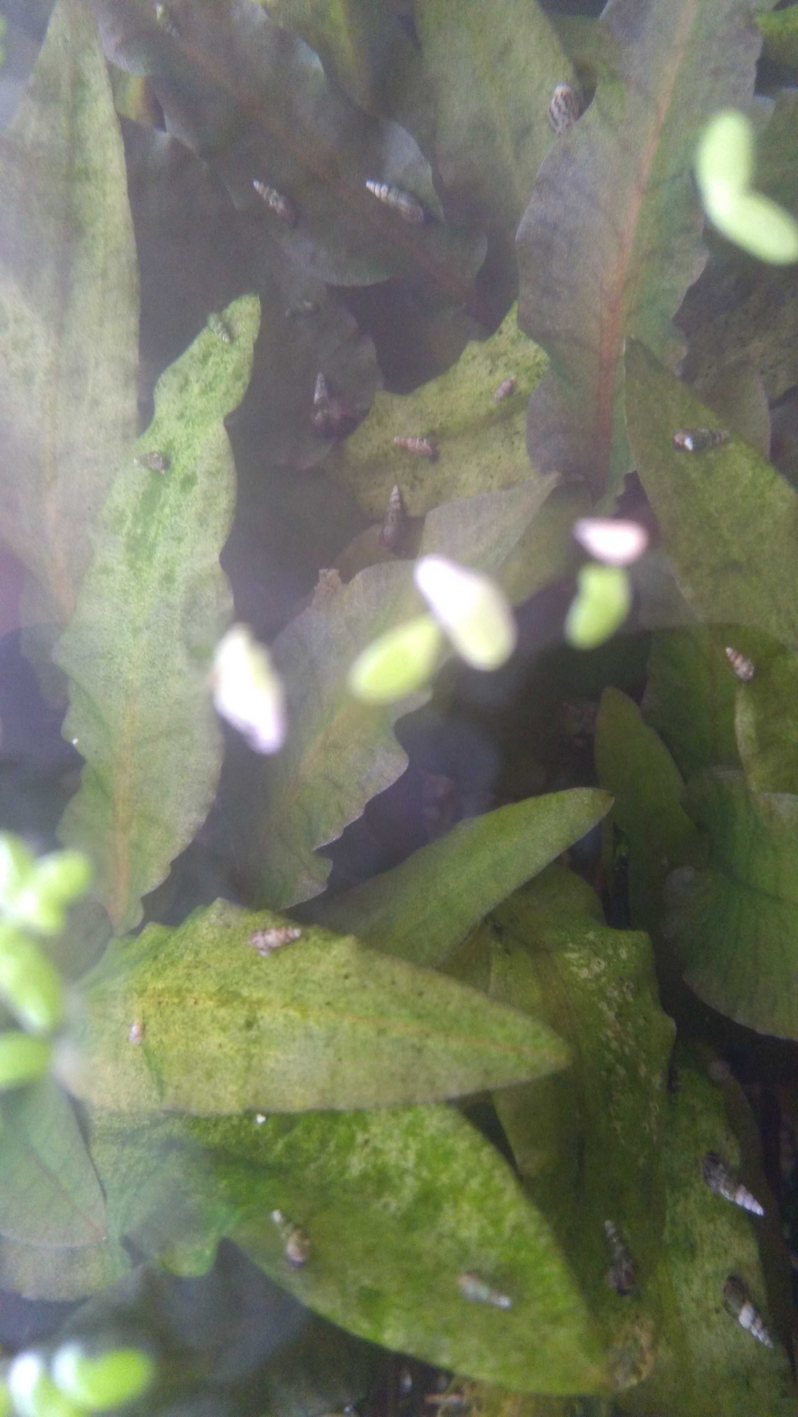 cryptocoryna species