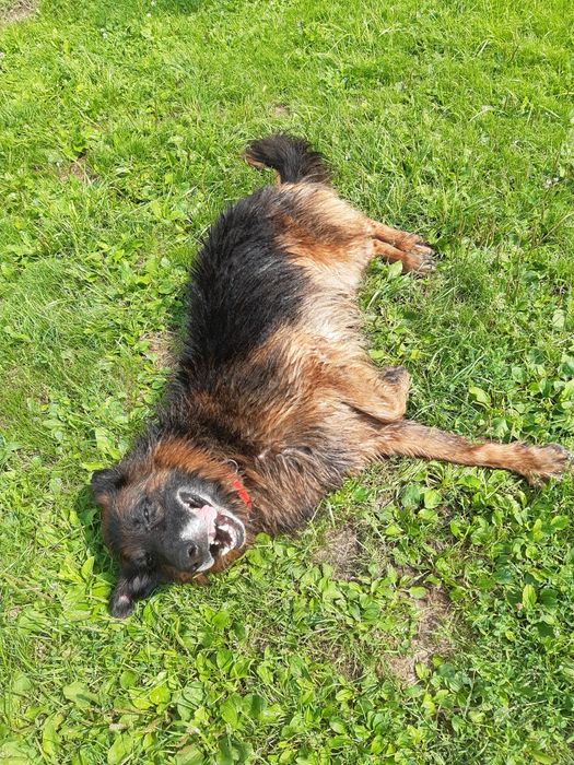 Śliczny starszy  owczarek niemiecki Dior do adopcji że schroniska .