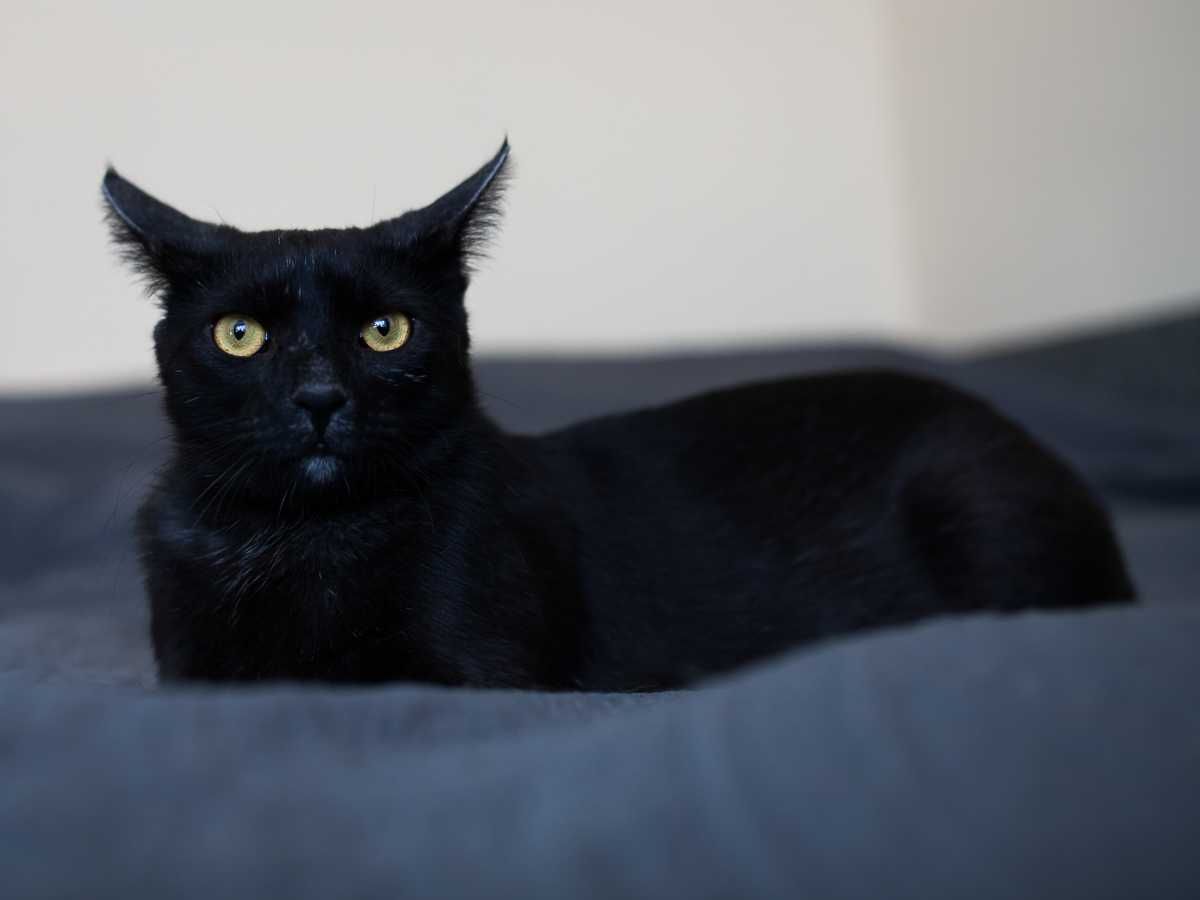 Król do adopcji :)