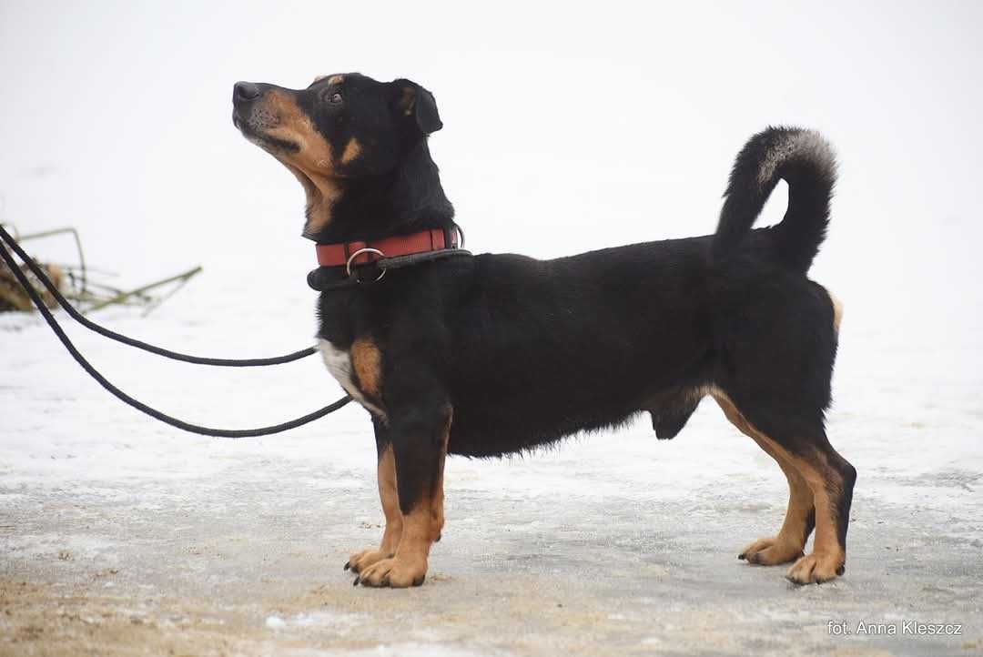 Drops - mały " jamniko-doberman"
