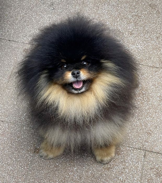 Кобели на вязку. Киев.