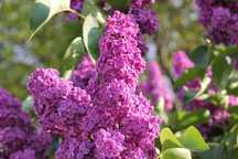 Bzy Lilaki Syringa ODMIANY mayera