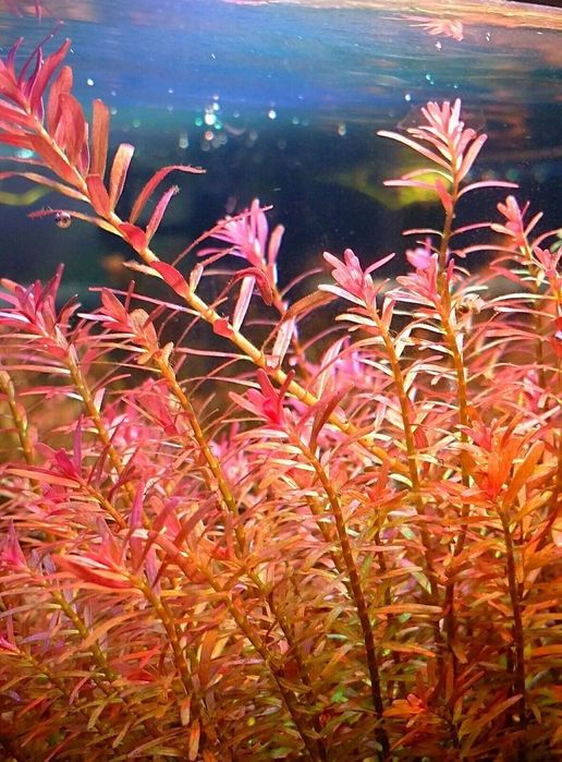Planta aquario Rotala Rotundifolia, envio CTT