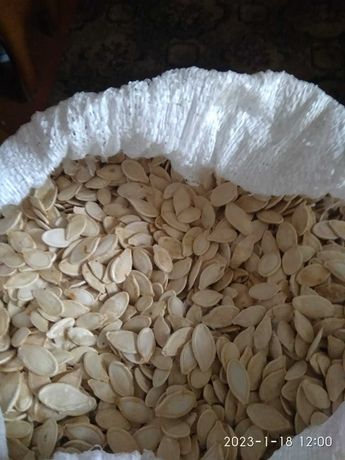 Продам насіння гарбуза 75/кг