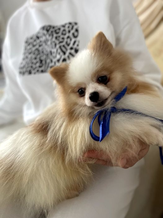 Померанські шпіци — Пухнасті принци хочуть до вас