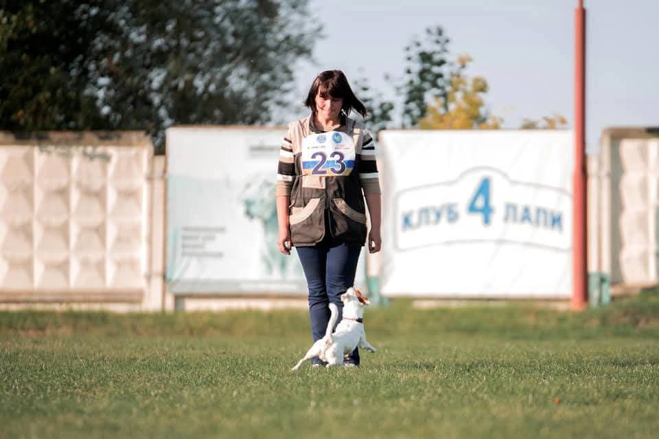 В'язка Джек Рассел тер'єр КСУ