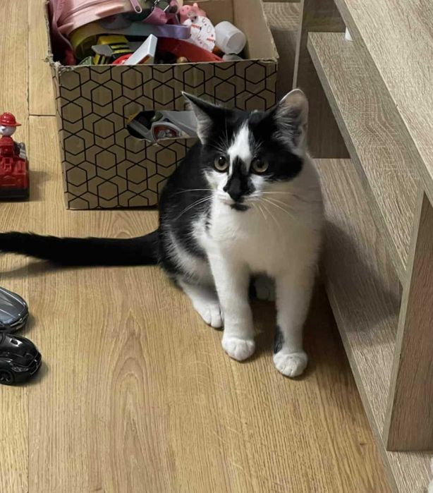Mlody 5 miesięczny kotek do adopcji