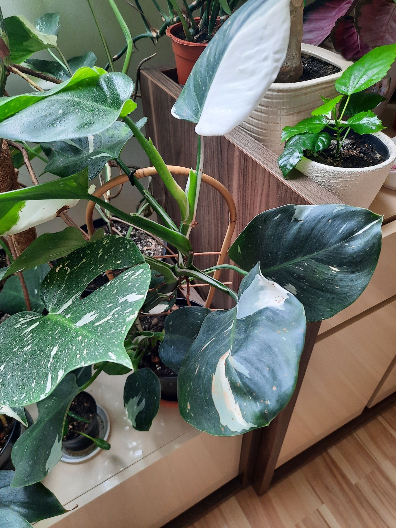 White wizard philodendron